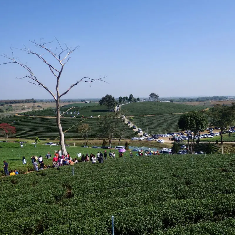 Choui Fong Tea Plantation, Mae Chan, Chiang Rai