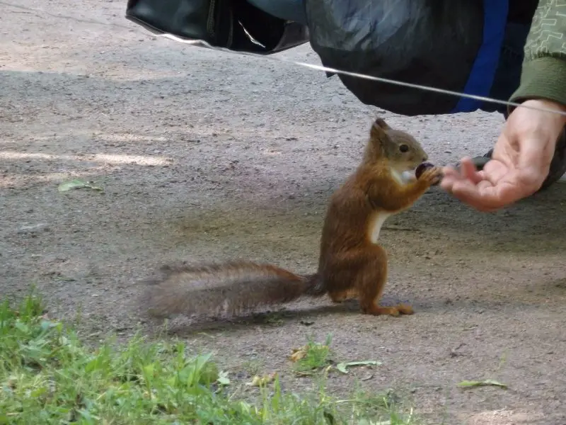 Squirrel at Peterhof Palace gardens. St Petersburg, Russia.