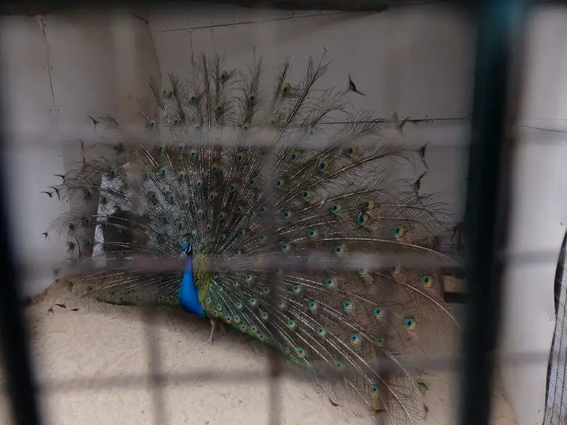Mini bird park/ zoo at Vorobyovy Gory/ Sparrow Hills. Moscow, Russia.