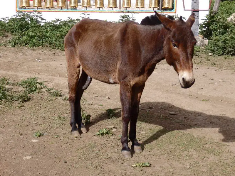 Excited donkey at Yubeng village, Deqin. Yunnan, China.