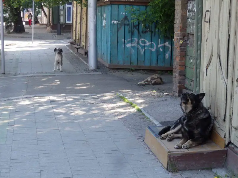 Street dogs of Siberia. Irkutsk, Russia.