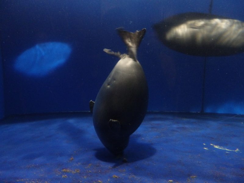 Nerpa (Baikal seal) at the Baikal Musem. Listvyanka, Siberia, Russia.