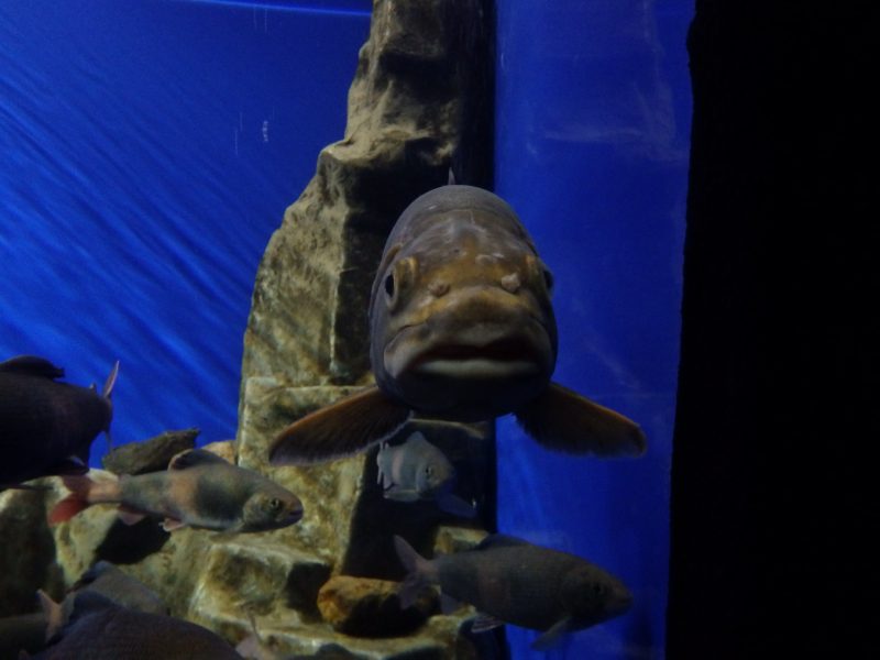 Fish in aquarium at the Baikal Museum. Listvyanka, Siberia, Russia.