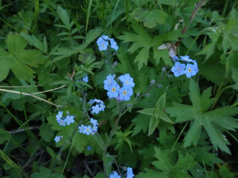 Hiking along Lake Baikal. Wildflowers. Siberia, Russia.