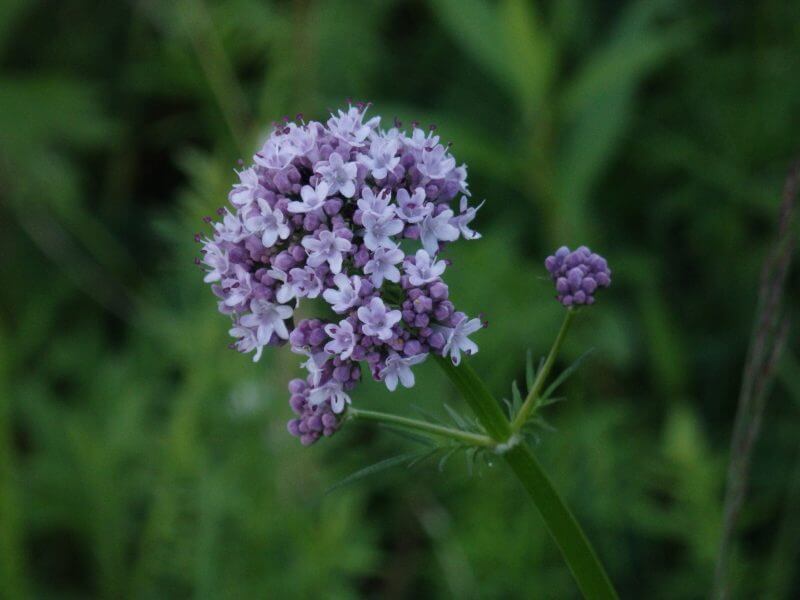 Hiking along Lake Baikal. Wildflowers. Siberia, Russia.
