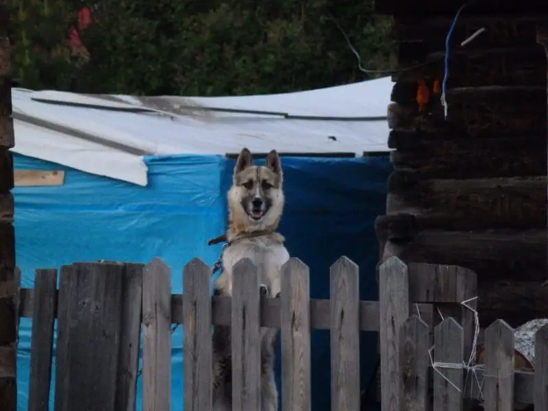 Dog at Bolshie Koty, Lake Baikal. Siberia, Russia.