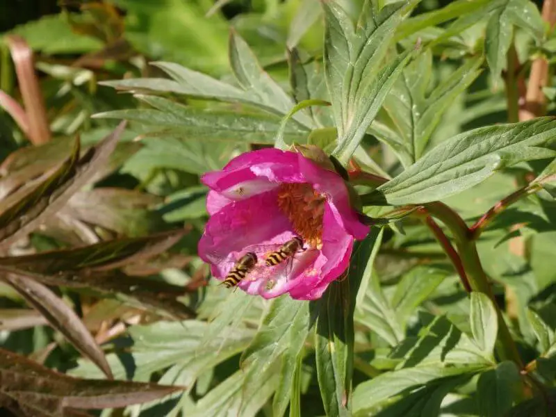 Flowers and bees at Bolshie Koty, Lake Baikal. Siberia, Russia.