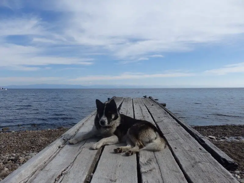 Dog at Bolshie Koty, Lake Baikal. Siberia, Russia.