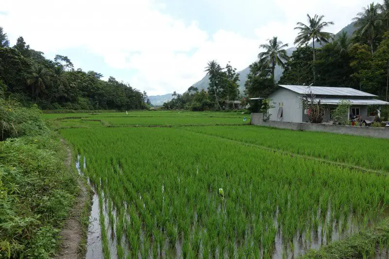 Rice fields and mountains in Samosir.