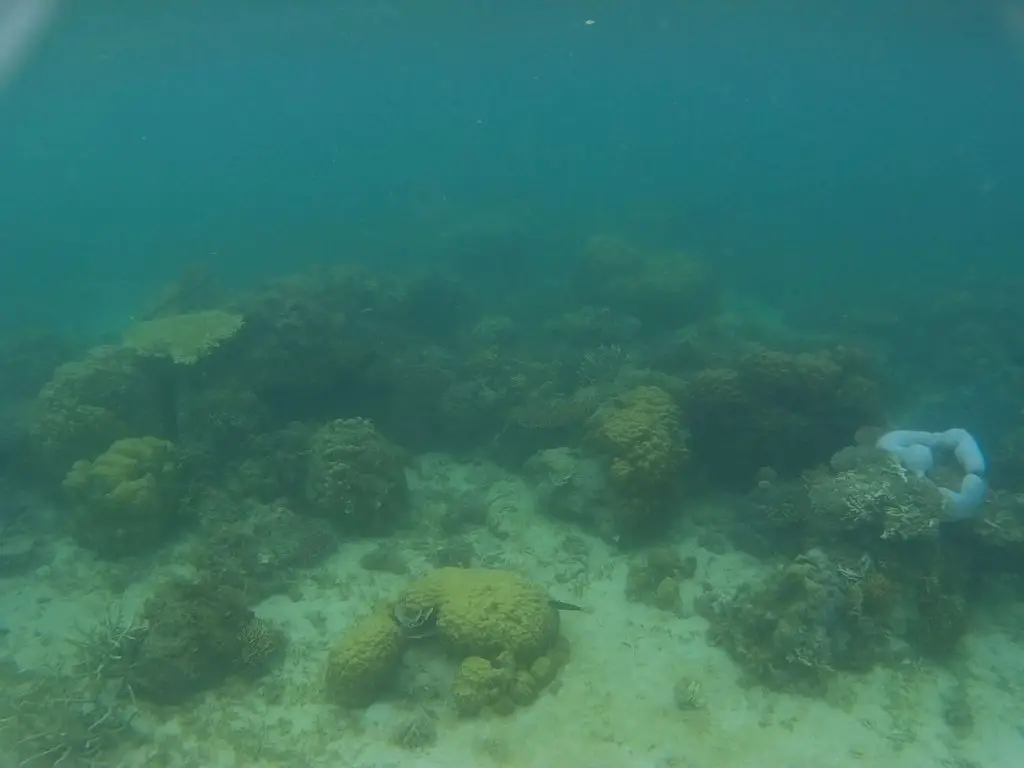 Coral at Ditaytayan Sandbar, Coron Island Escapade Tour.