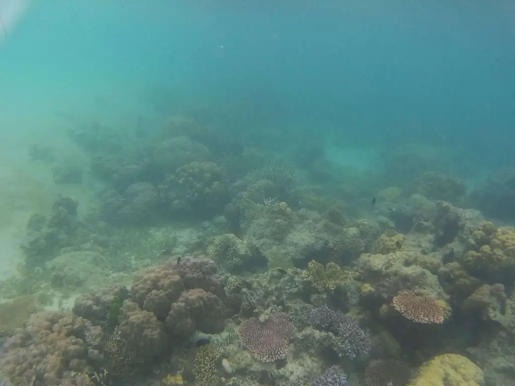 Coral at Ditaytayan Sandbar, Coron Island Escapade Tour.