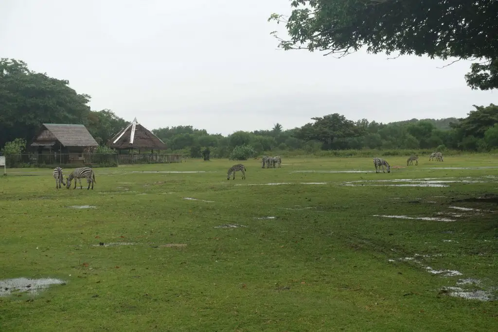 Zebras grazing. Calauit Safari Park, Coron, Palawan.