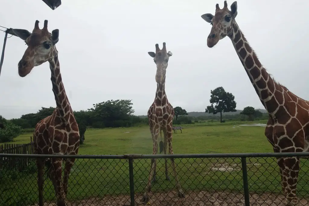 Giraffes ready for an afternoon snack. Calauit Safari Park.
