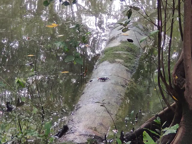Crab scurrying on a fallen log.