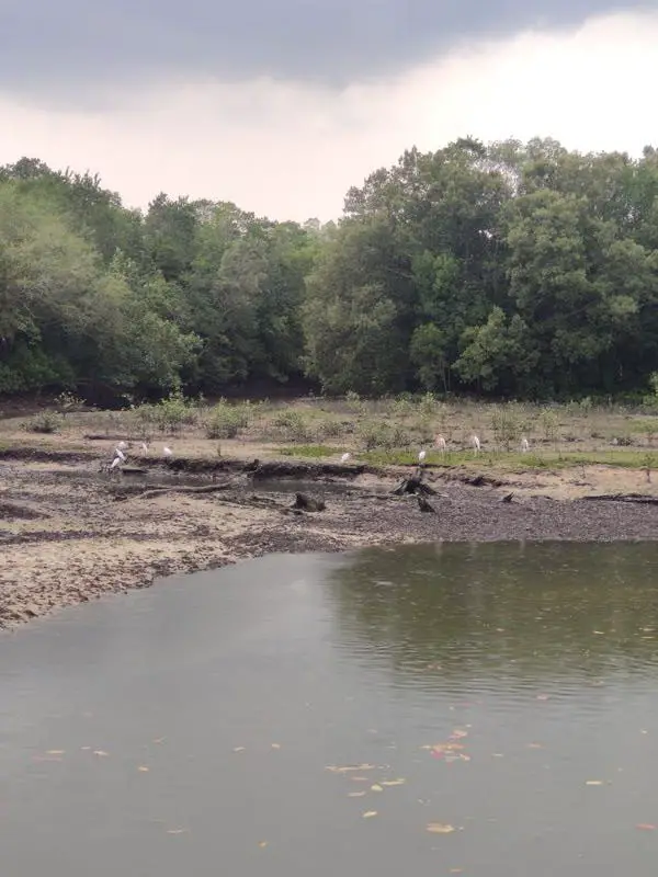 A group of birds across one of the earlier ponds on the Migratory Birds Trail. Sungei Buloh Wetland Reserve, Singapore.