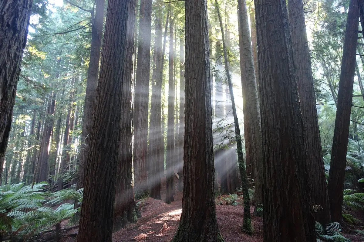 Californian Redwoods, Great Otway National Park.