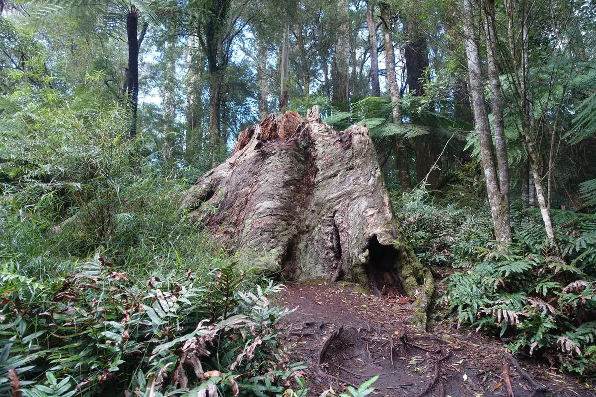 Maits Rest Rainforest Walk, Great Otway National Park. Great Ocean Road, Cape Otway, Victoria, Australia.