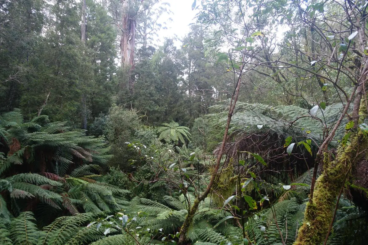 Maits Rest Rainforest Walk, Great Otway National Park. Great Ocean Road, Cape Otway, Victoria, Australia.