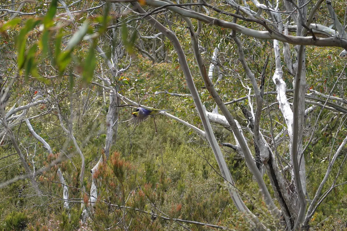 Unidentified bird, Tasmania
