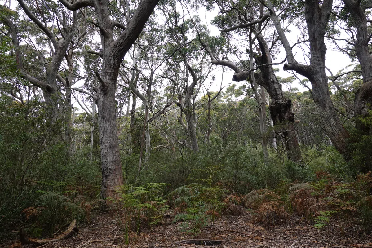 Forests in Tasmania
