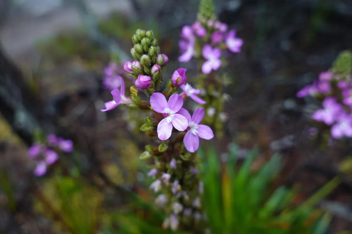 Wildflowers along the Three Capes Track