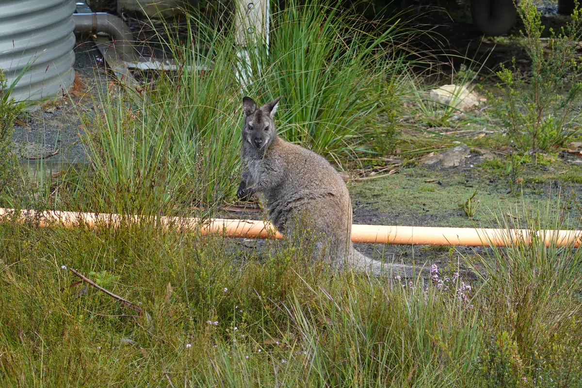Wallaby, Retakunna Cabin, Tasmania.