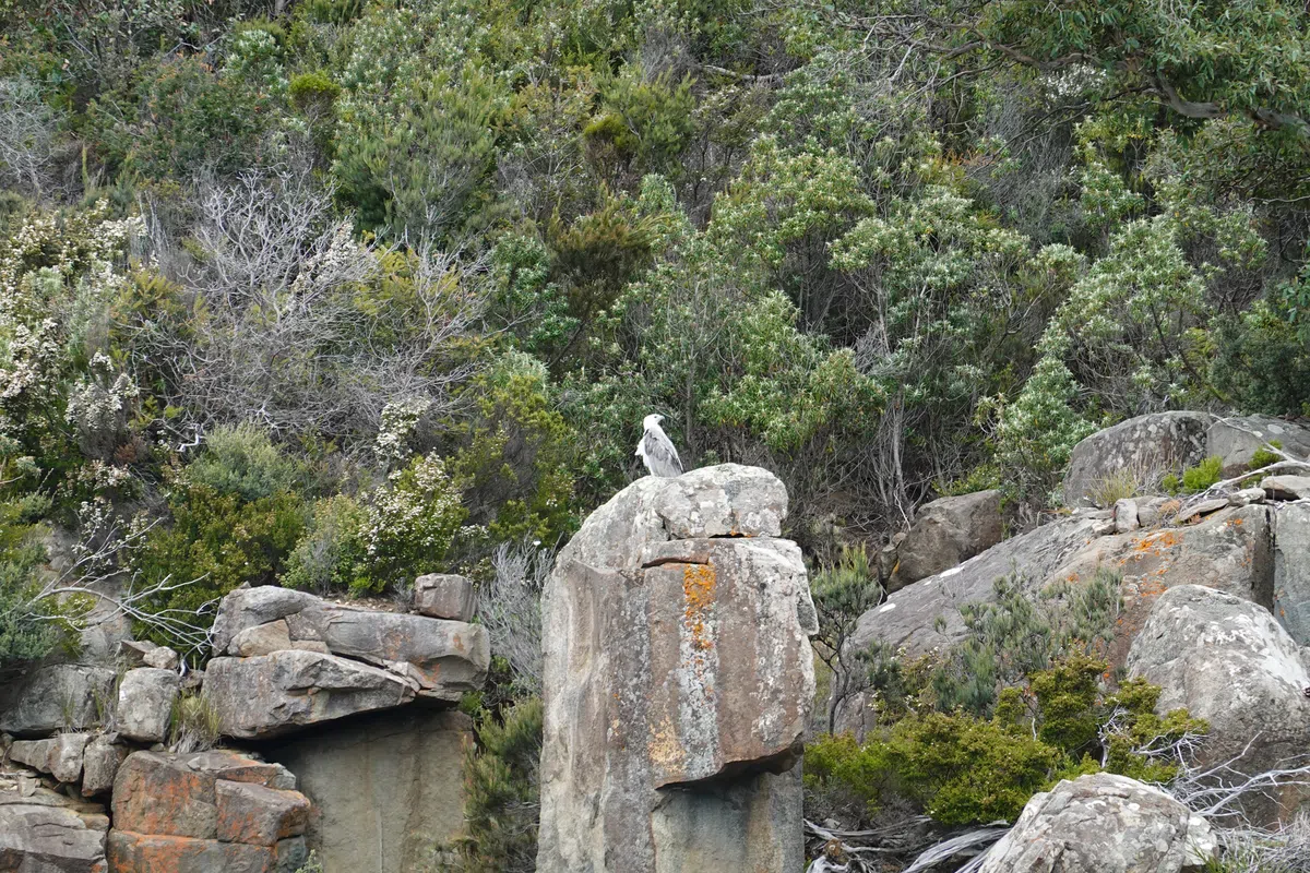 White bellied sea eagle at Denmens Cove