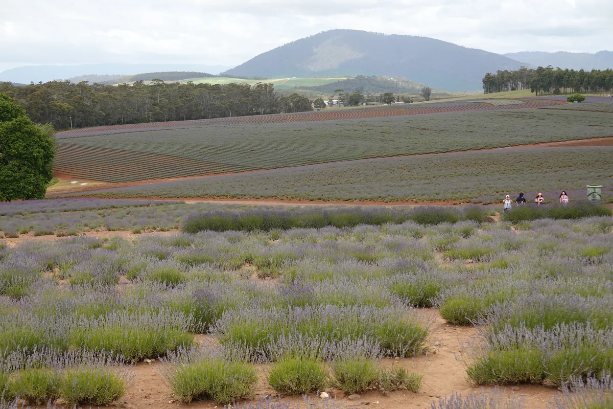 Bridestowe Lavender Estate, Tasmania.