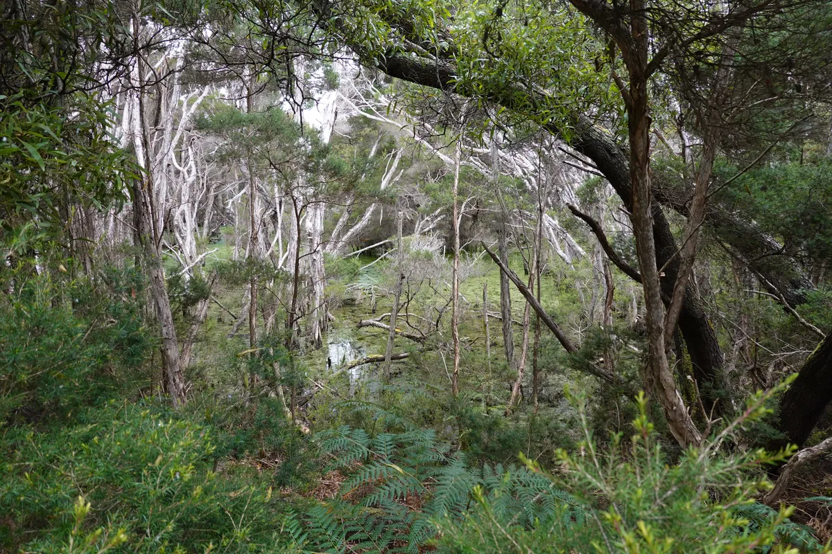 Bird Hide Walk, Narawntapu National Park. Tasmania