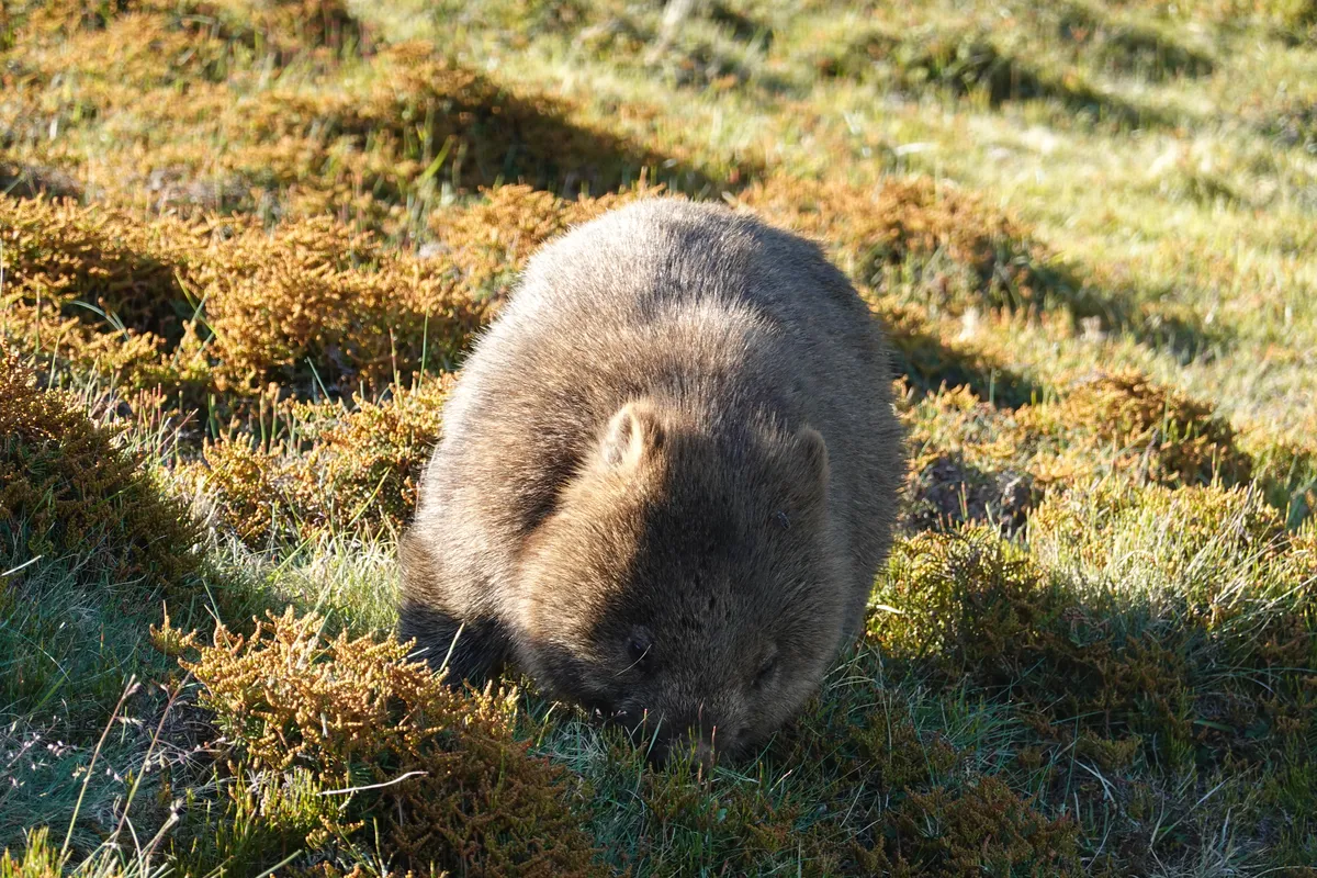 Wombat at Ronny Creek