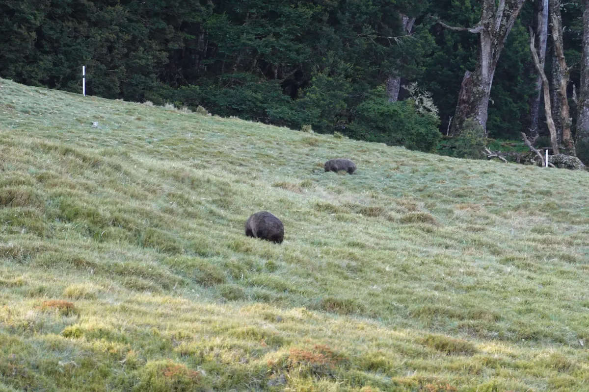 Wombats at Ronny Creek