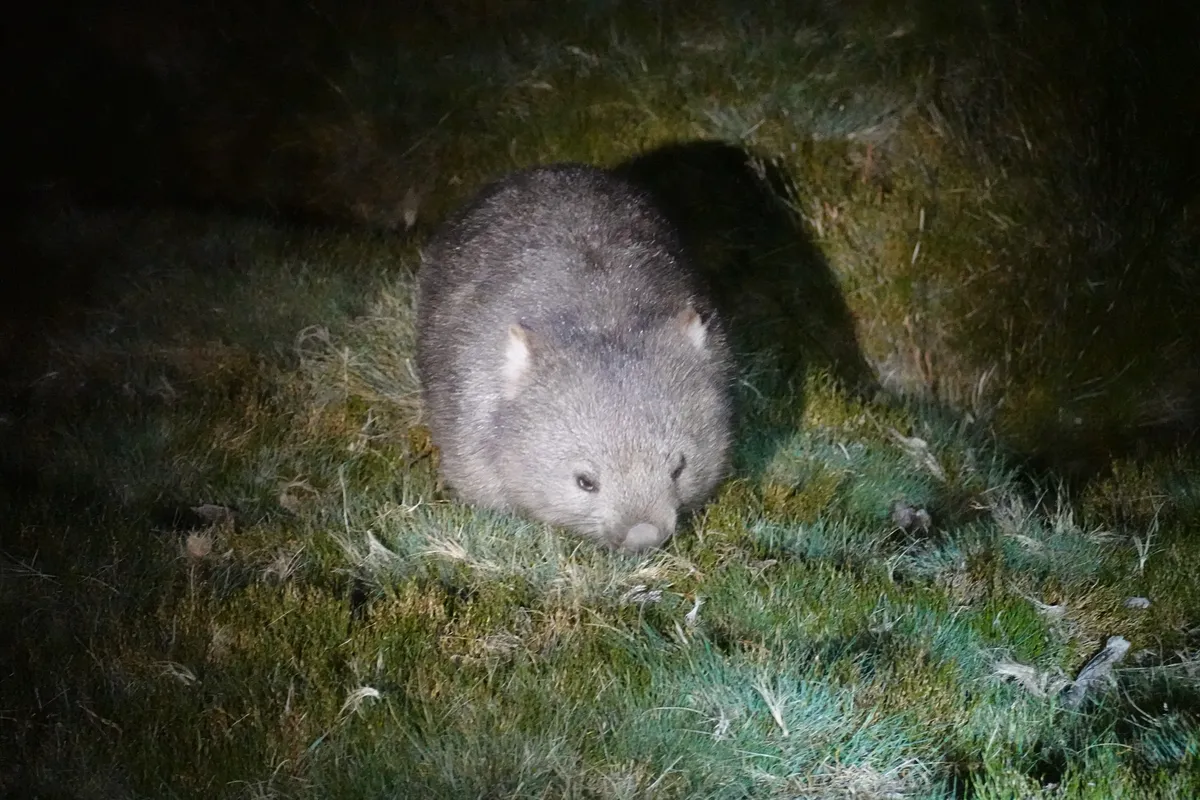 Wombat, Cradle Mountain