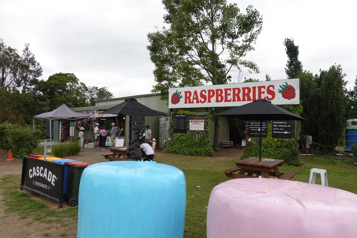 Westerway Raspberry Farm, Tasmania