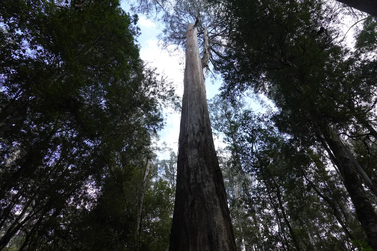 Tall Trees, Mt Field National Park, Tasmania