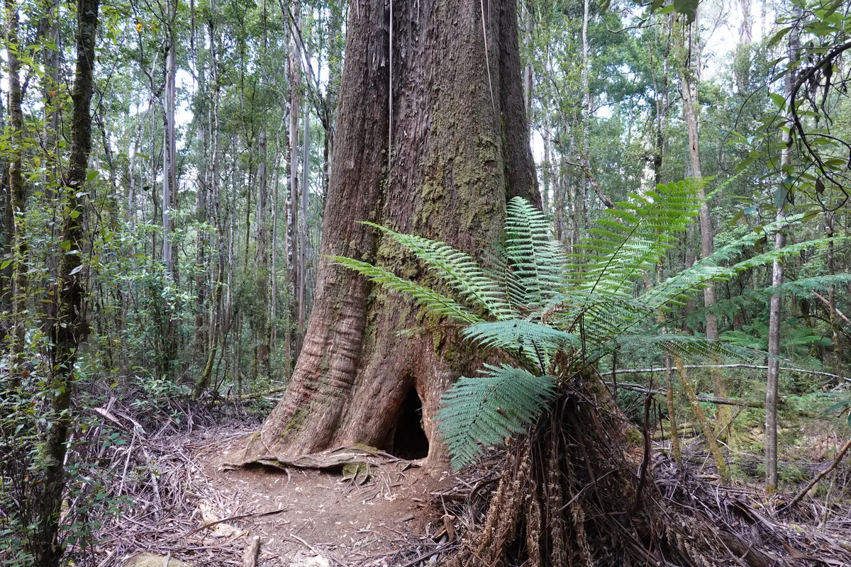 Tall Trees, Mt Field National Park, Tasmania